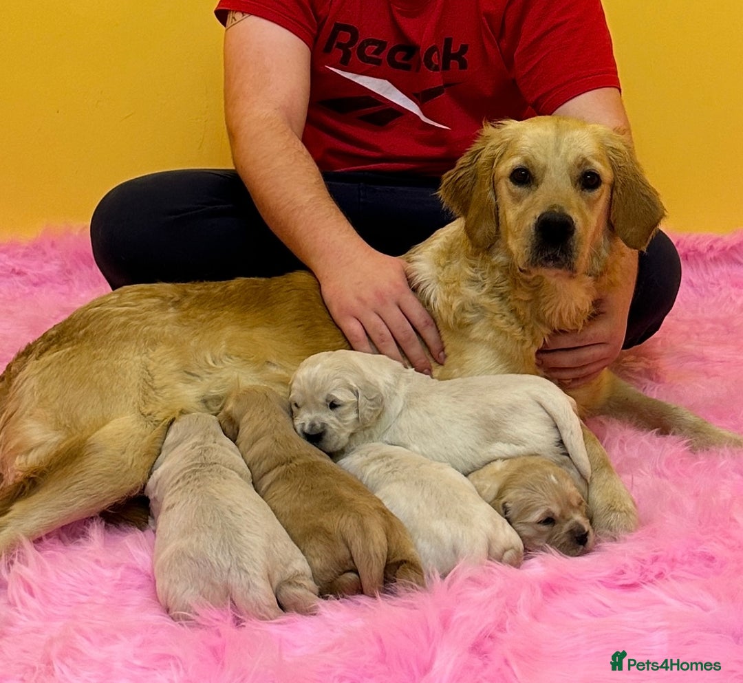 Golden Retriever dogs for sale: Stunning golden retriever puppies for sale  - Advert 13