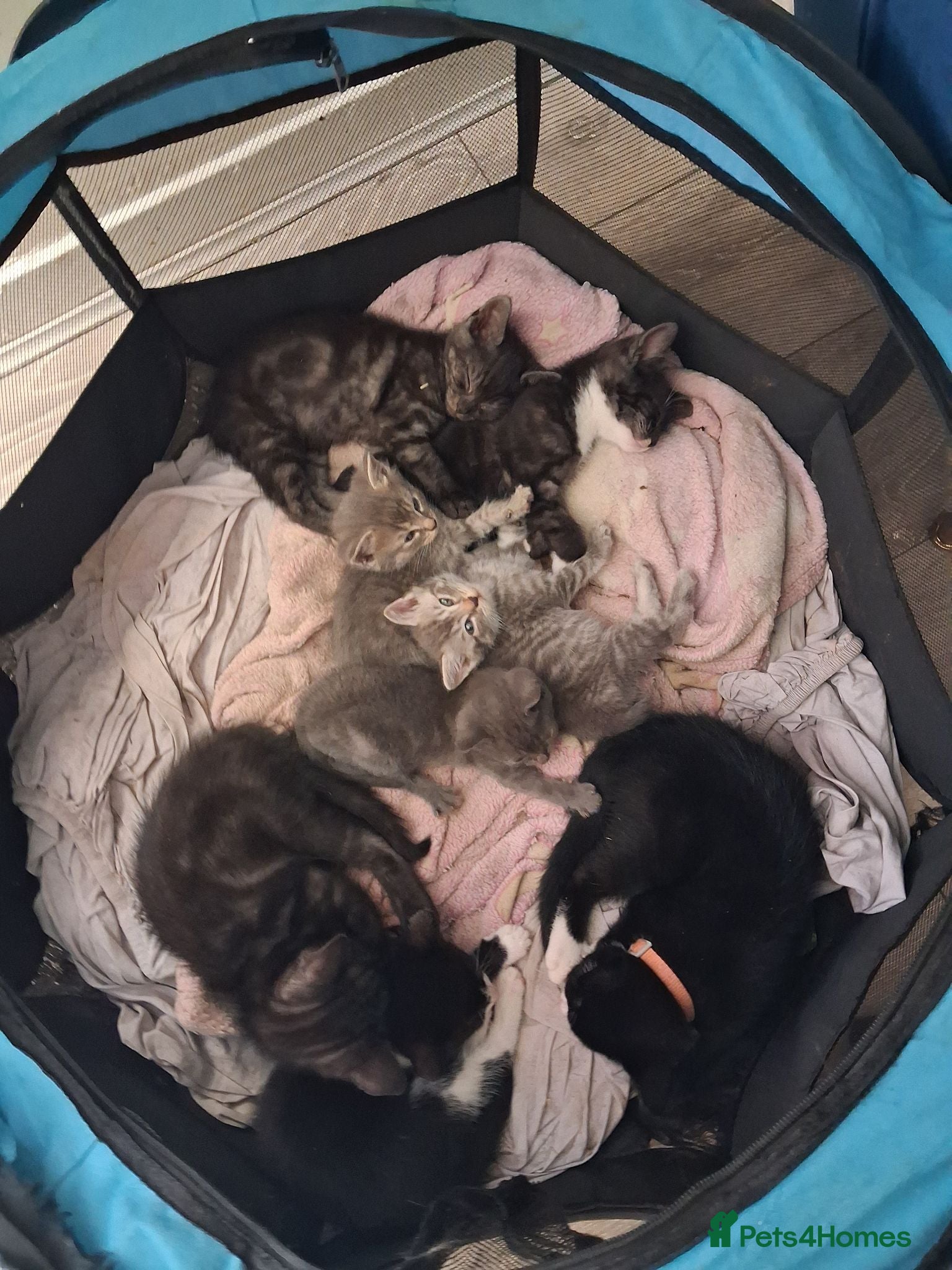 Mixed Breed cats Beautiful mixed kittens  - Advert 1
