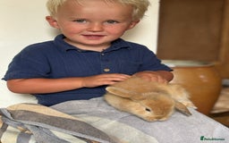Mini Lop rabbits for sale: Pure mini lop - Image 1