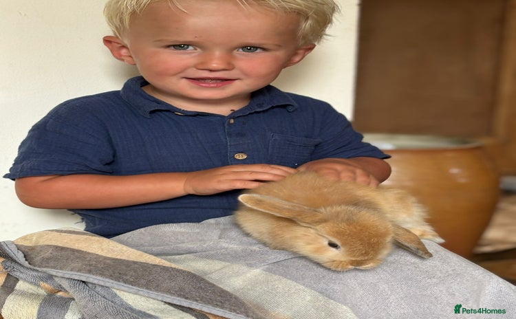 Mini Lop rabbits - Advert 1