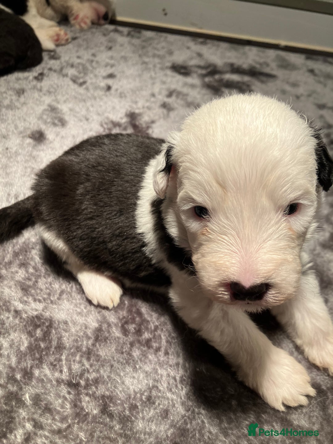 Old English Sheepdog dogs for sale: HEALTH TESTED OLD ENGLISH SHEEPDOG PUPPIES  - Advert 17