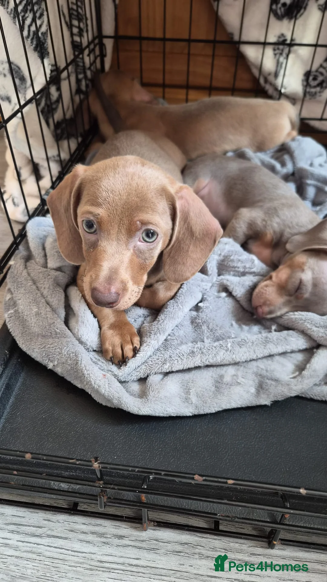 Dachshund dogs for sale: Gorgeous daschund puppies for sale! in Manchester - Advert 2