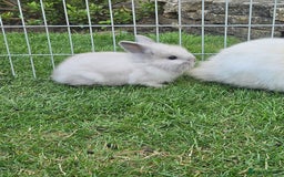 Lionhead rabbits for sale: Baby lionhead Rabbits-female ready to leave now  - Image 2