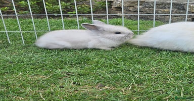 Lionhead rabbits - Advert 6