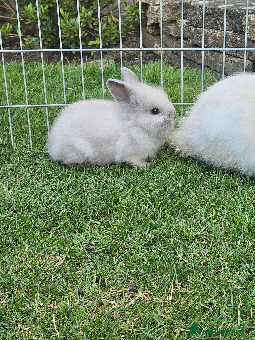 Lionhead rabbits for sale: Baby lionhead Rabbits-female ready to leave now  - Image 2