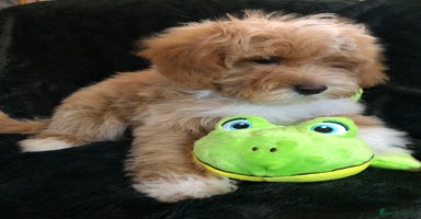 Maltipoo dogs - Advert 4