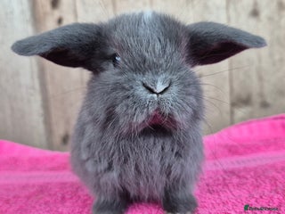 Mini Lop rabbits Mini lop babys ready to reserve - Advert 4