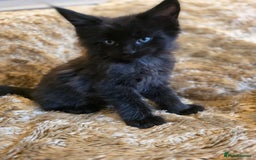 Maine Coon cats for sale: Stunning GCCF Registered Maine Coon kittens  - Image 6