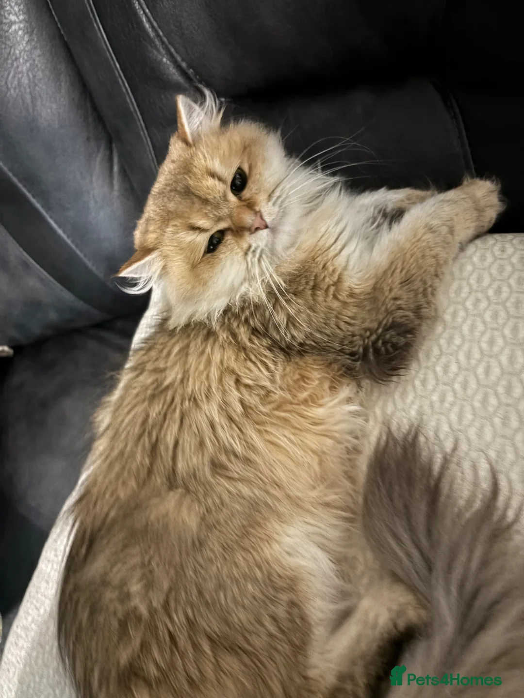Persian cats for sale: Cute Persian cat - Advert 2