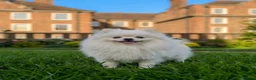 Pomeranian dogs for sale: 2,5 kg Teddy Bear face pomeranian  - Advert 7