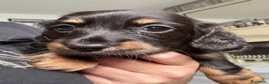 Dachshund 1