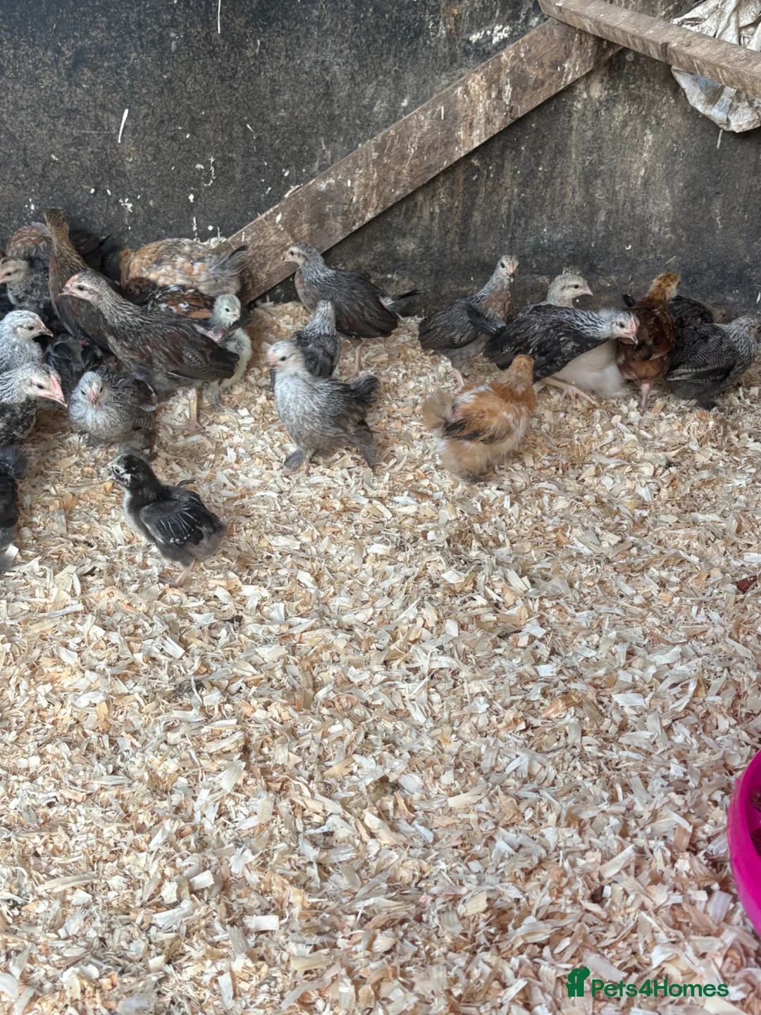 Chickens poultry for sale: Pekins silver laced Wyandotte silkies - Advert 6