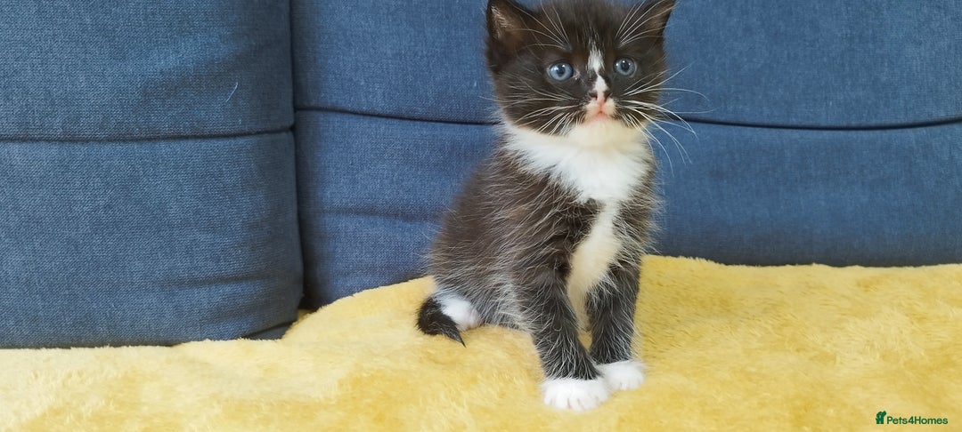 Ragdoll cats for sale: Half Ragdoll -one black boy - Image 25