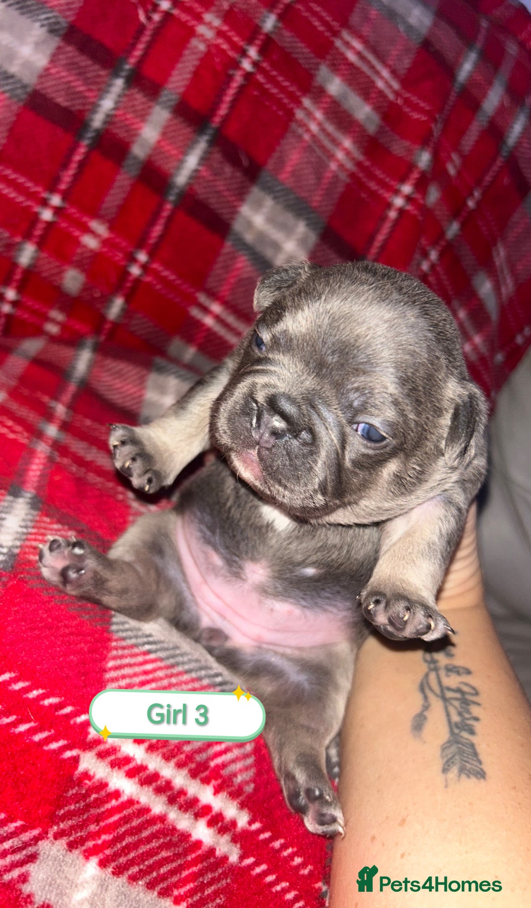 French Bulldog dogs for sale: 3 x Stunning French Bulldog Puppies  - Advert 6