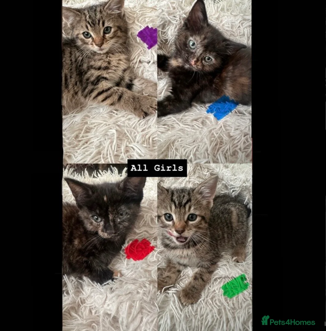Mixed Breed cats for sale: Mixed breed kittens  - Advert 1