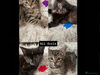 Mixed Breed cats Mixed breed kittens - Advert 1