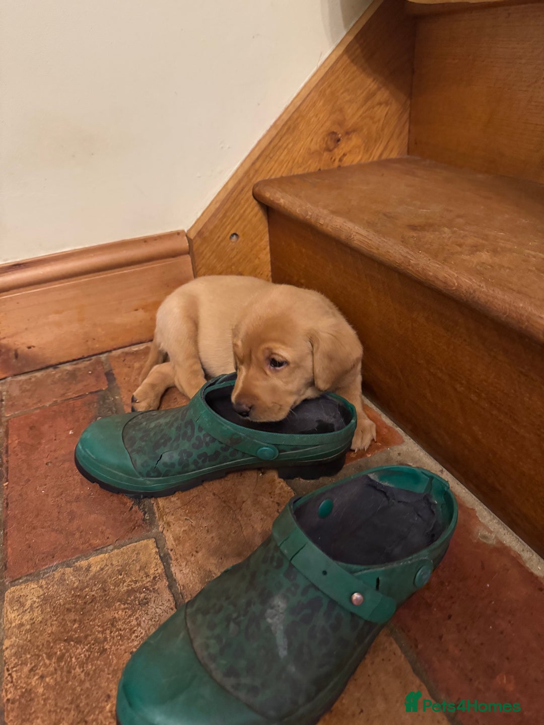 Labrador Retriever dogs for sale: 6 Pedigree Fox Red Labrador Puppies - Image 27