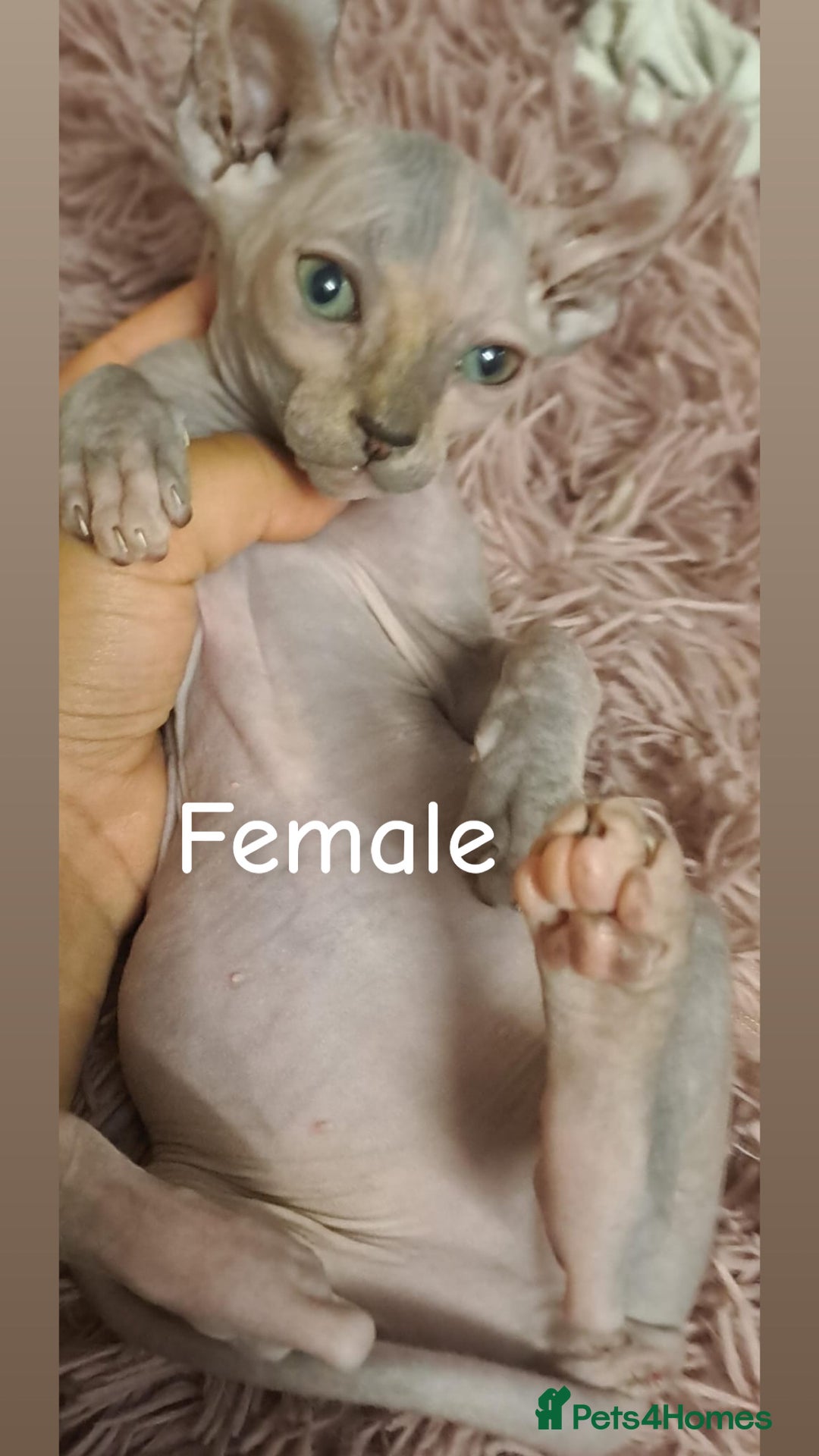 Sphynx cats for sale: Half Elf sphynx  - Image 12