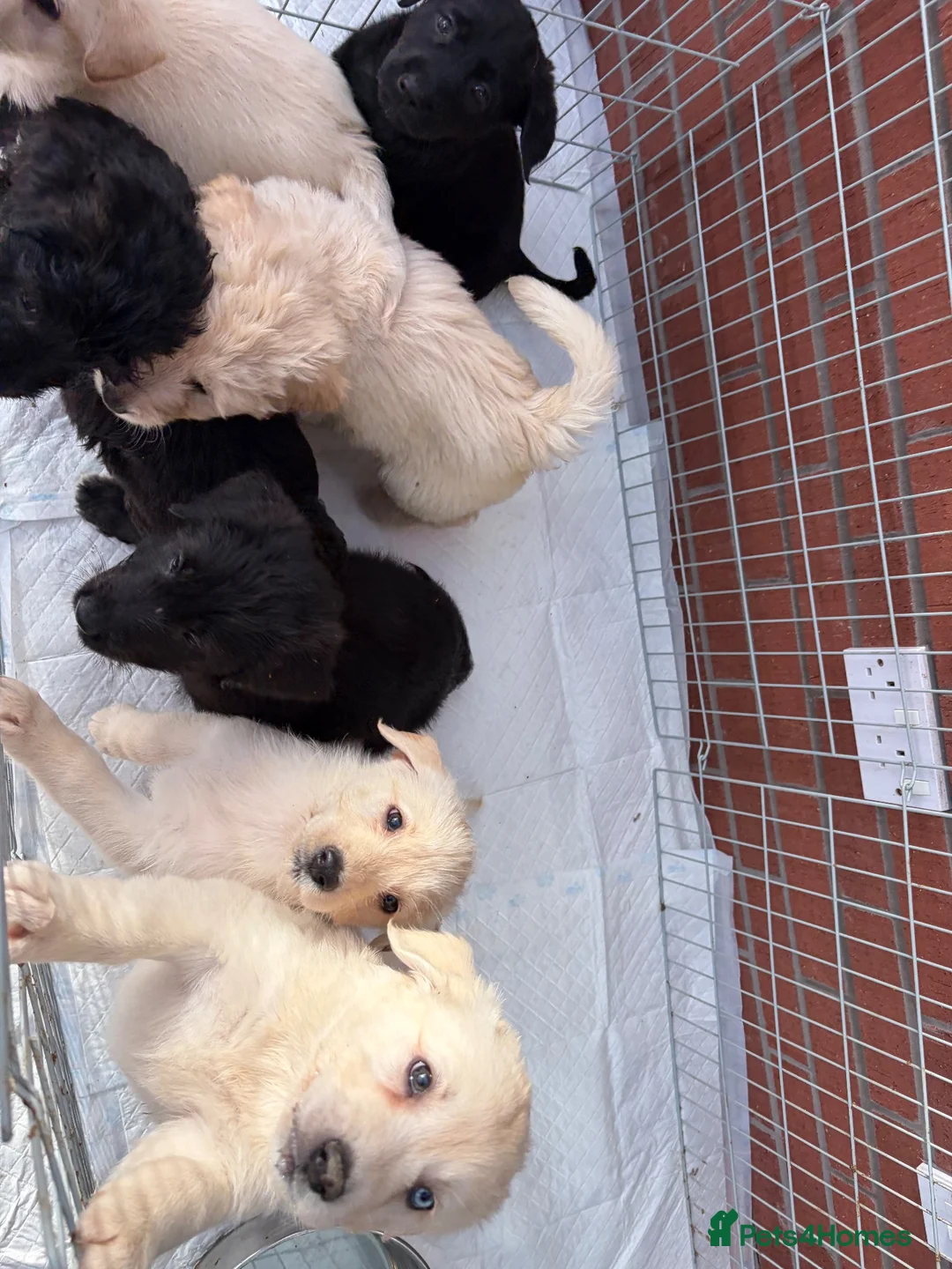 Sheprador dogs for sale: GSD x Labradors in Oswestry - Advert 13