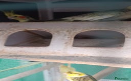 Cockatiels birds for sale: 3 cocketiels for sale - Image 13