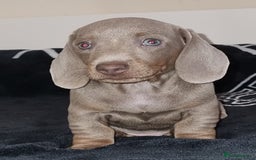 Dachshund dogs for sale: Gorgeous Mini Dachshund puppy's  - Image 21
