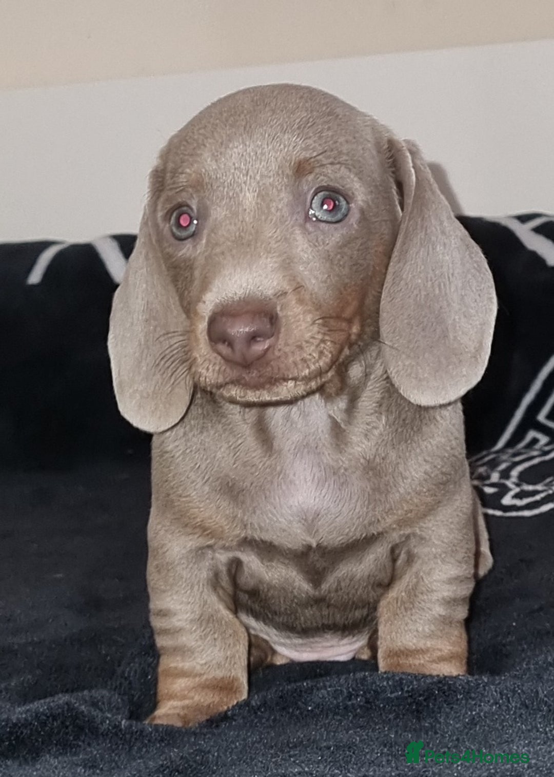Dachshund dogs for sale: Gorgeous Mini Dachshund puppy's  - Image 21
