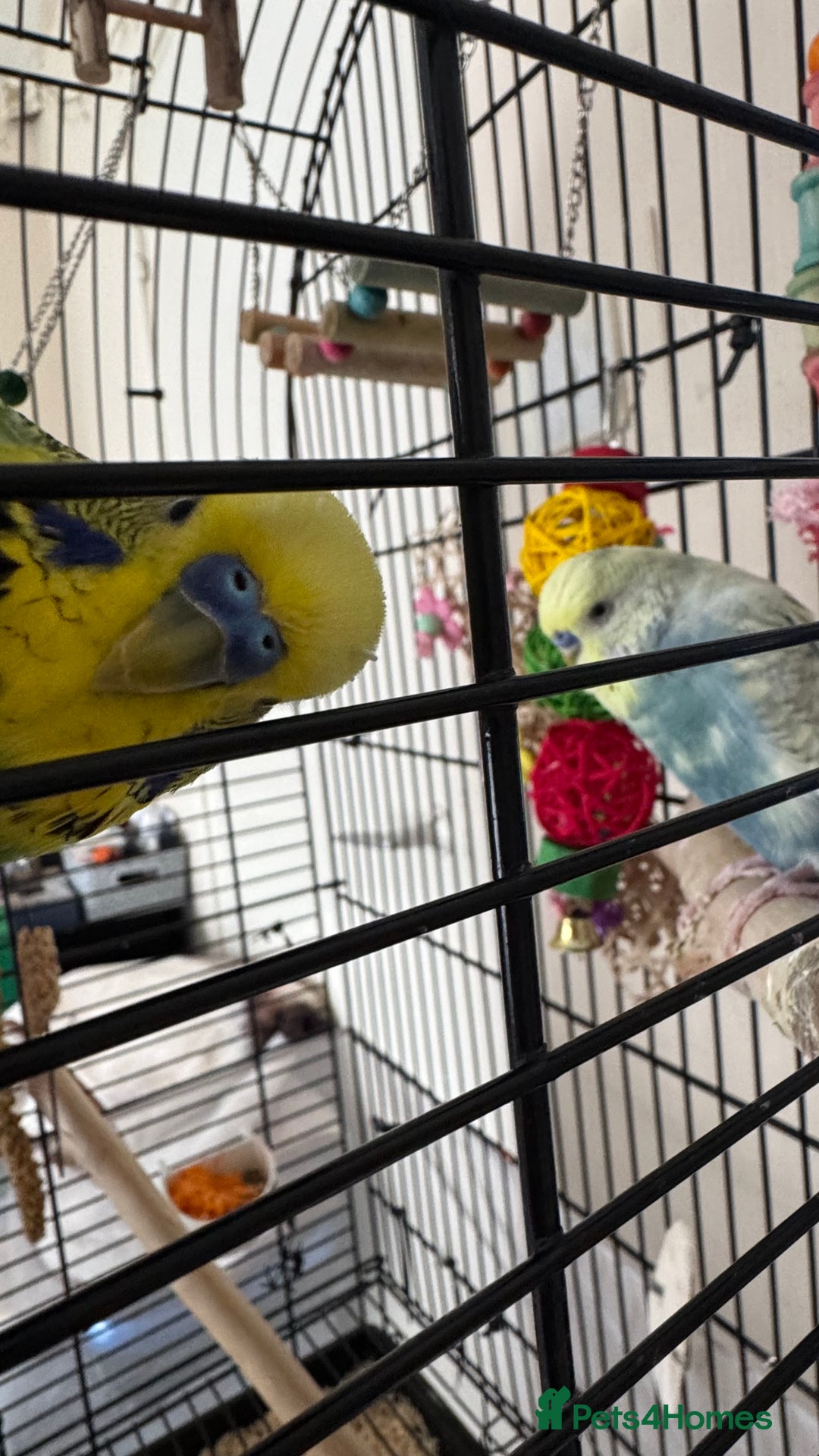 Budgerigars birds for sale: Two male budgies - Image 4