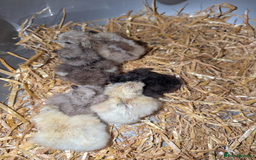 Chickens poultry for sale: Various unsexed chicks and Quails - Image 2