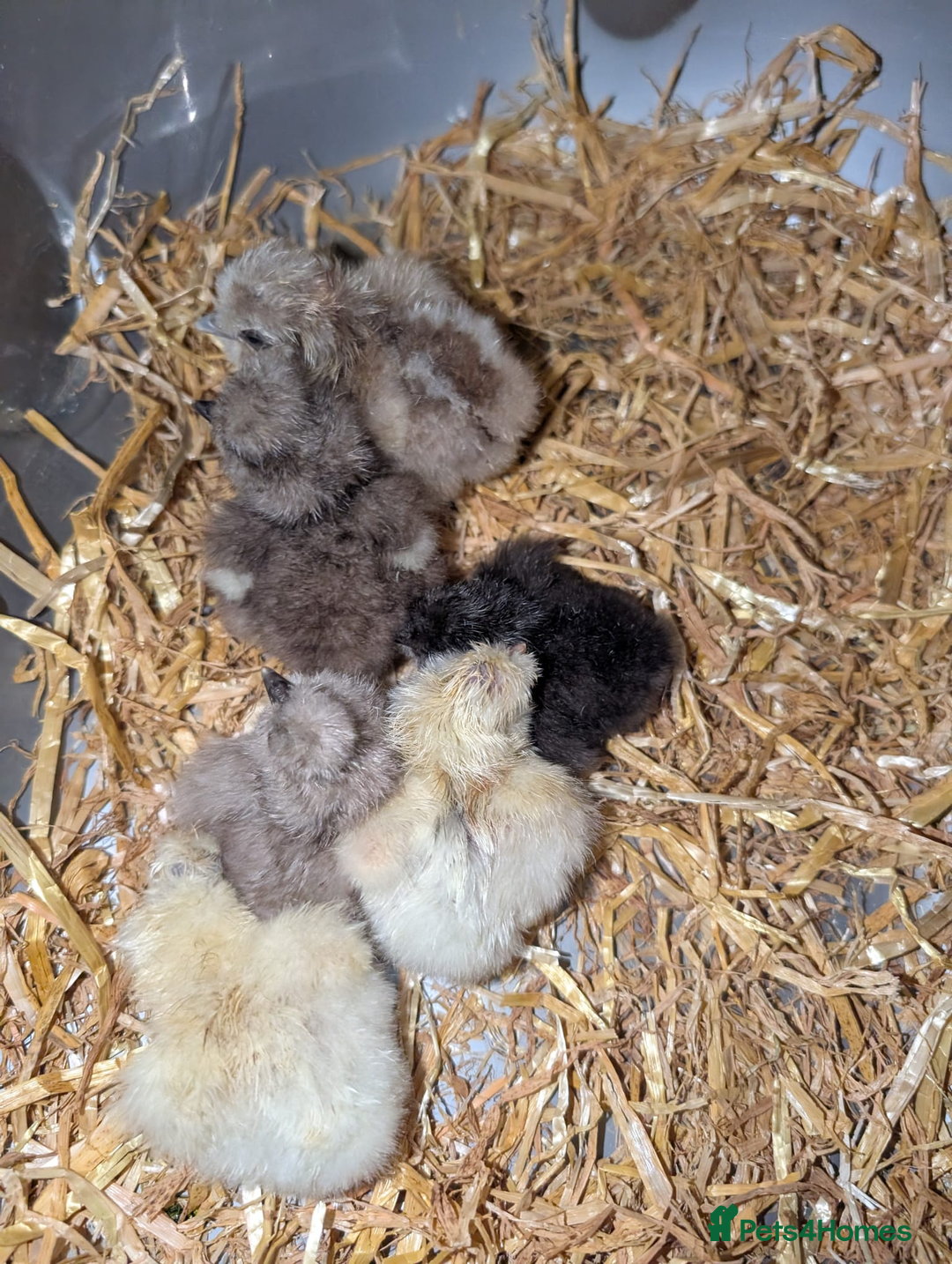 Chickens poultry for sale: Various unsexed chicks and Quails - Image 2