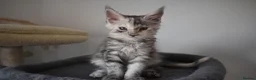 Maine Coon cats for sale:  RARELY LION KING - Advert 16