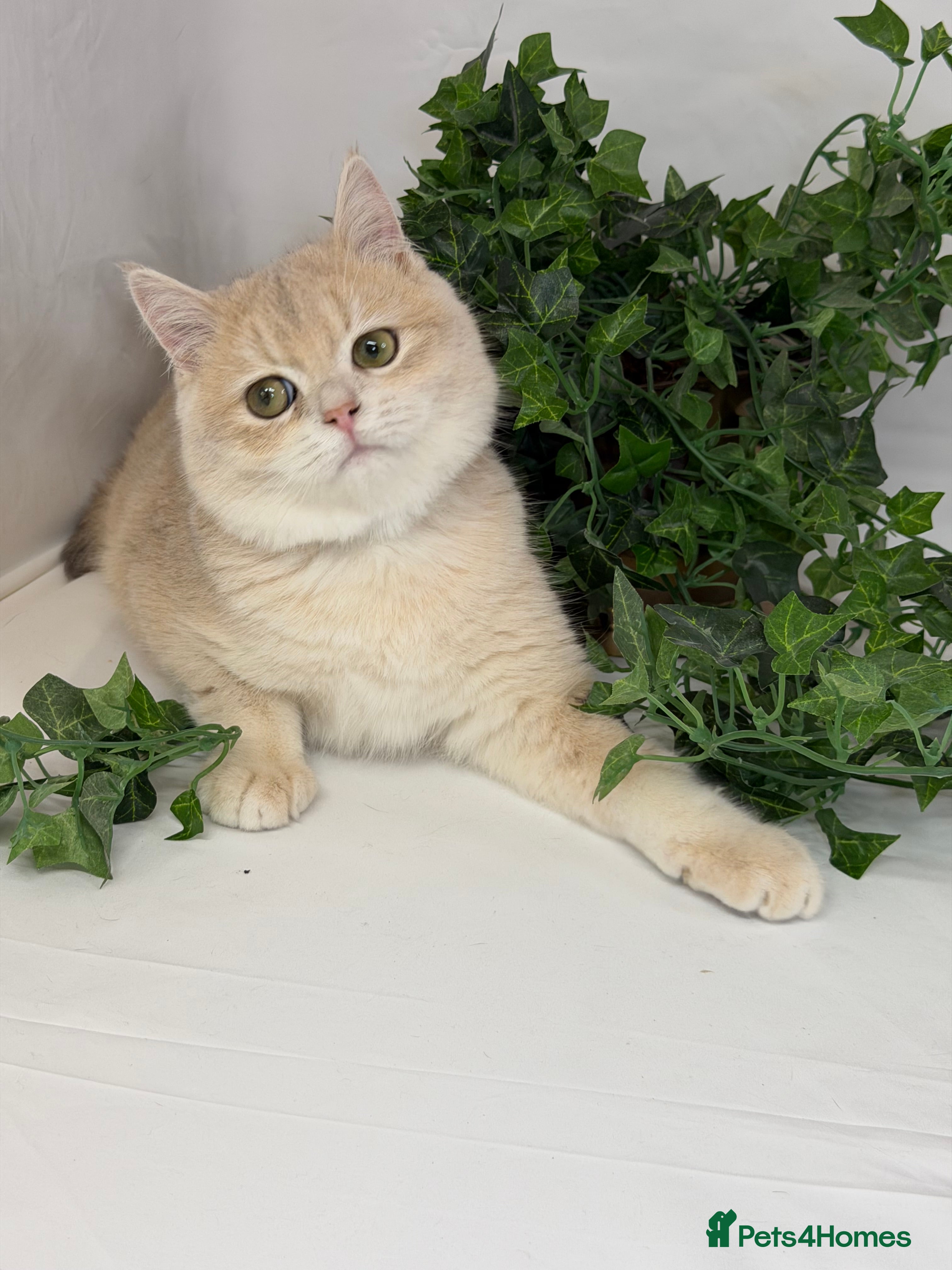 British Shorthair cats British shh blue golden boy GCCF  - Advert 1