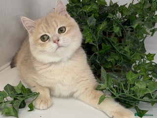 British Shorthair cats British shh blue golden boy GCCF - Advert 1