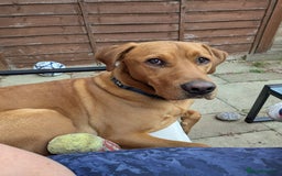 Labrador Retriever dogs for sale: Bingo - Image 2