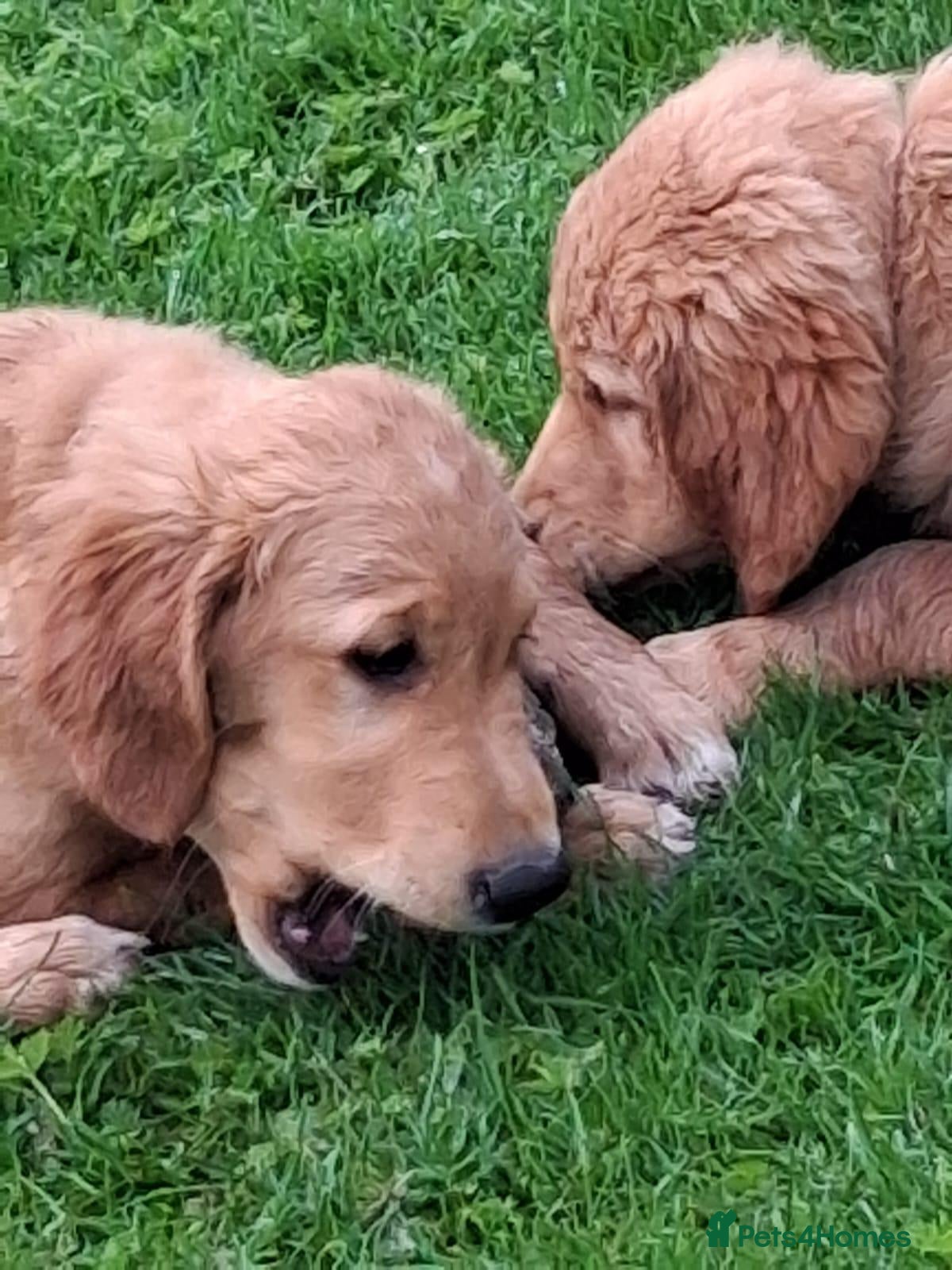 Golden Retriever dogs Golden retriever 2 girls FULLY VACCINATED ✨️ 🐾 - Advert 1