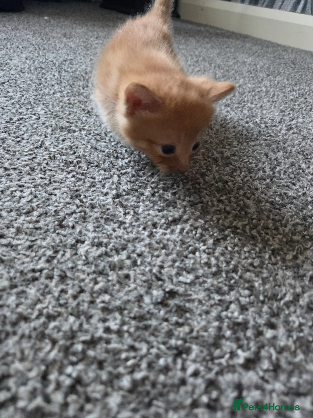 British Shorthair cats for sale: 5 beautiful kittens for sale  - Advert 2