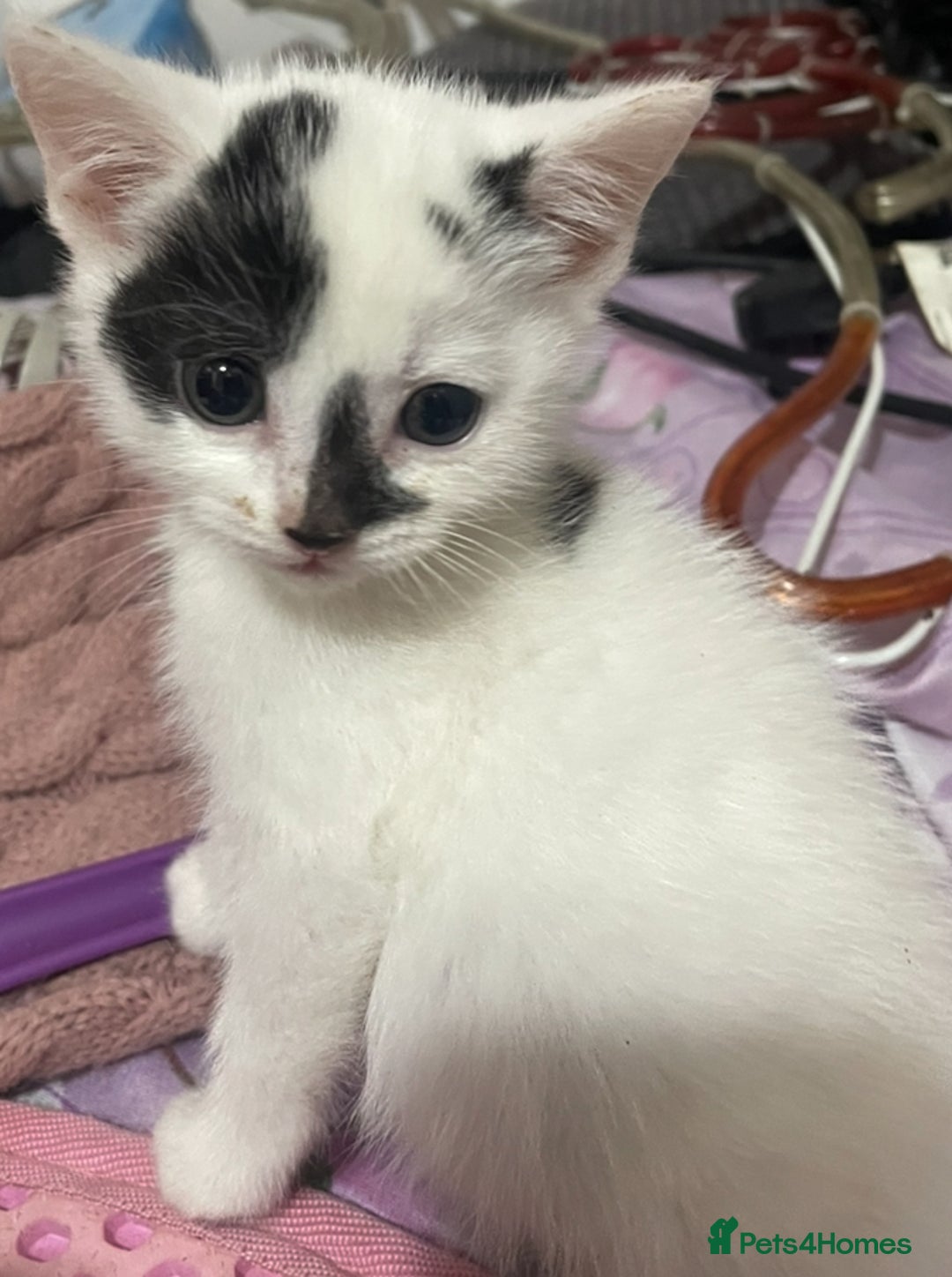 Mixed Breed cats for sale: Ragdoll x babies - Advert 2