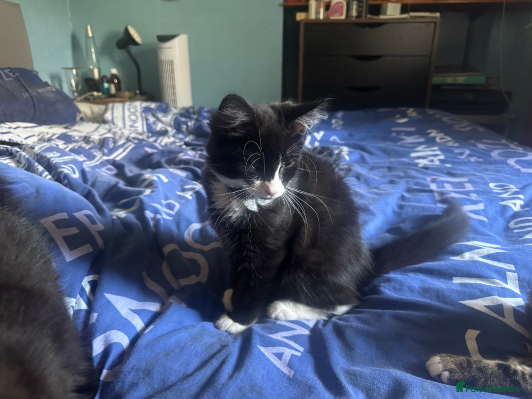 Mixed Breed cats for sale: Fluffy kittens for sale  in Kingston upon Thames - Image 2