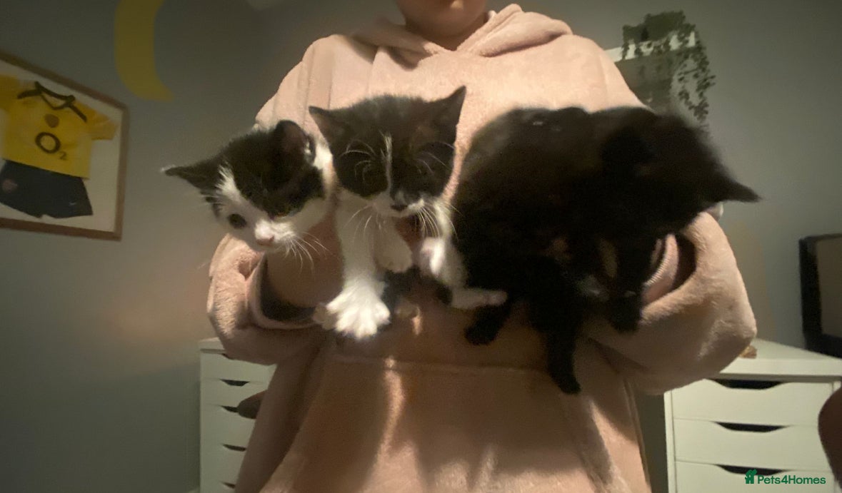 Mixed Breed cats beautiful kittens very playful  - Advert 3