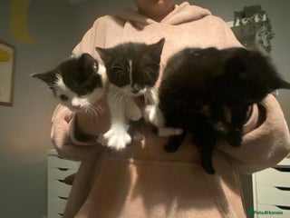 Mixed Breed cats beautiful kittens very playful - Advert 2