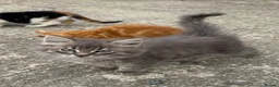 Mixed Breed cats for sale: Farm kittens for new homes ideal pets in Talsarnau - Advert 5