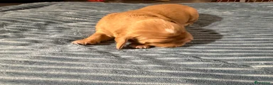 Bocker Puppy 1