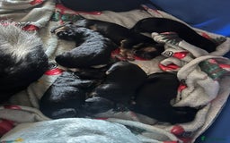 German Shepherd dogs for sale: German Shepherd puppies  - Image 5