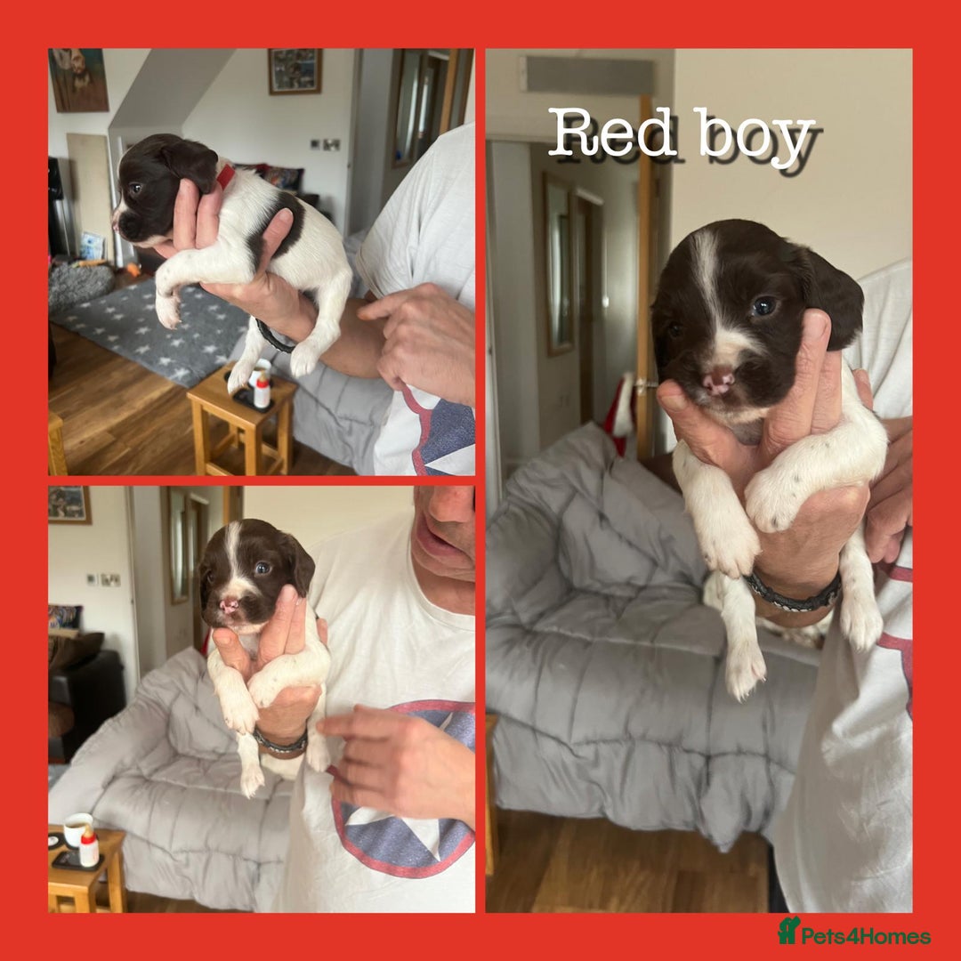 English Springer Spaniel dogs for sale: KC English Springer Spaniel Puppies Working Lines - Advert 10