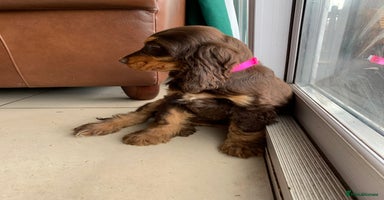 Cocker Spaniel dogs - Advert 1
