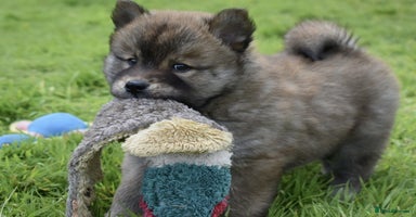 Chow Chow dogs - Advert 5