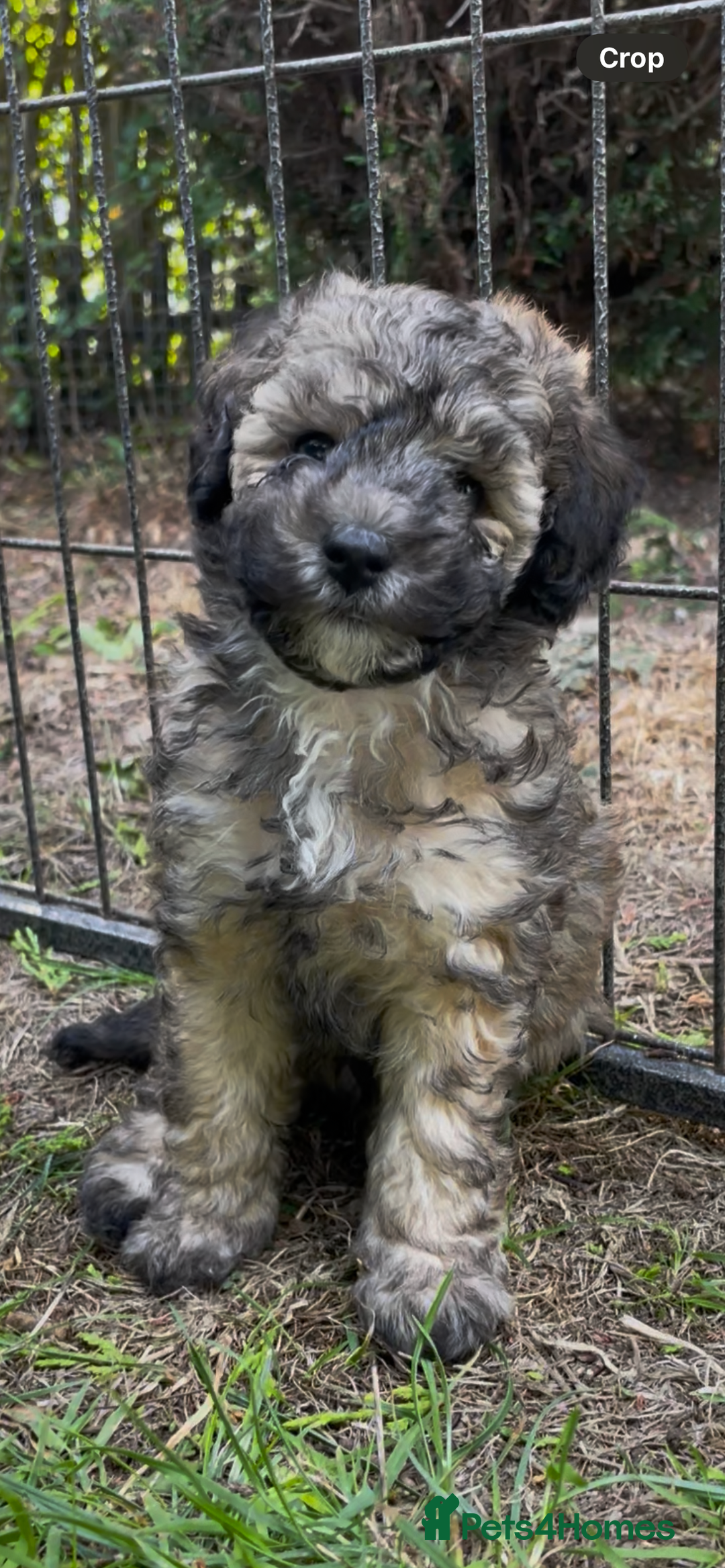 Miniature Poodle dogs for stud: Ozzie for stud only  - Image 10