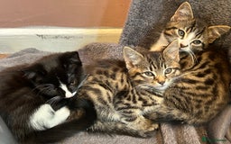 Mixed Breed cats for sale: Gorgeous, playful little kittens - Image 16