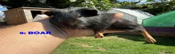 Guinea Pig rodents for sale: Guinea Pigs - Ready Now - Advert 15