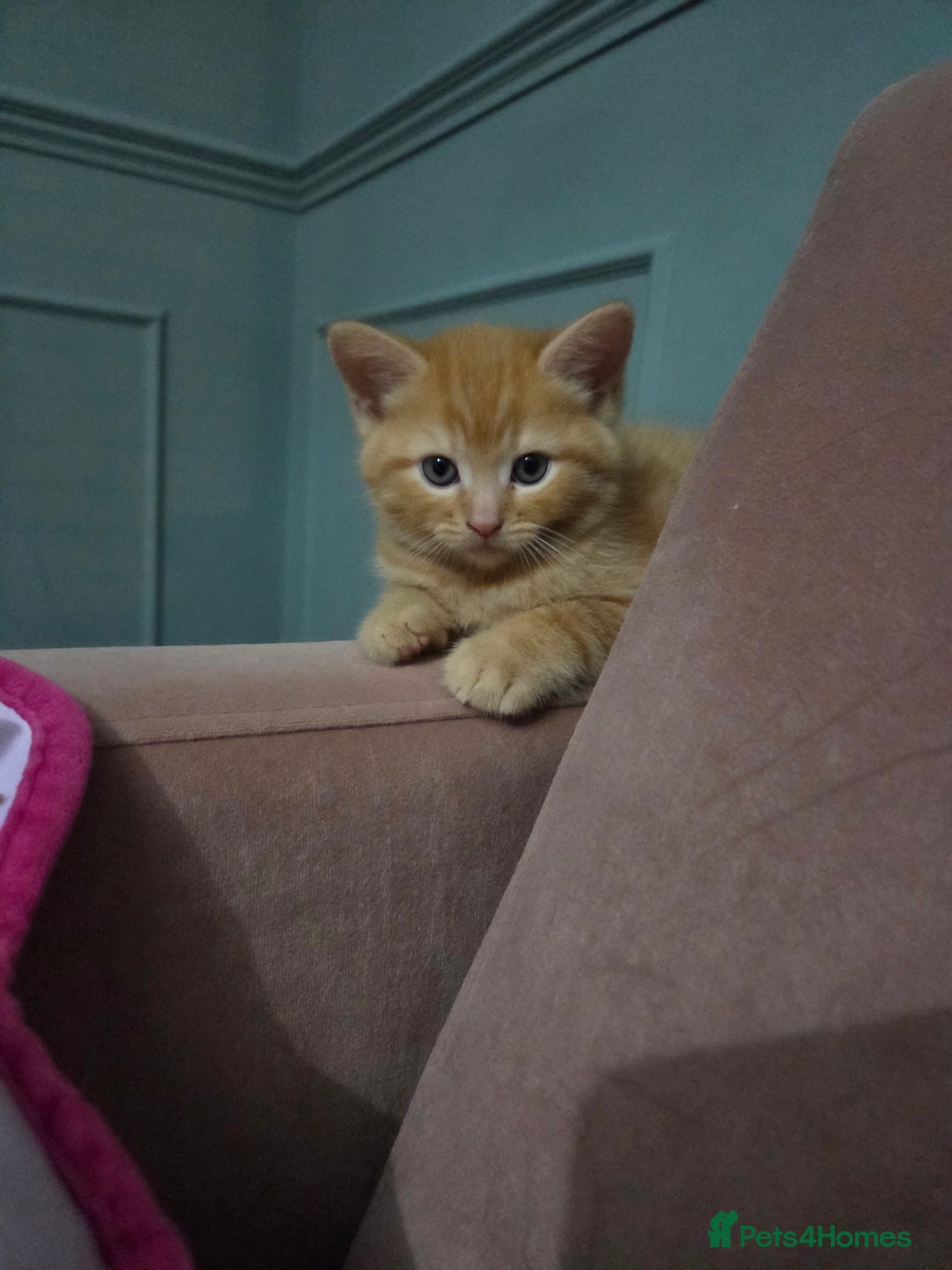 Domestic Shorthair cats for sale: 2 ginger boys - Advert 2