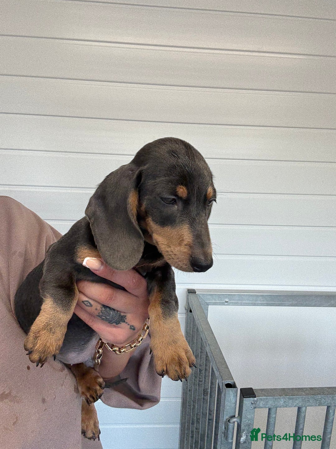 Miniature Dachshund dogs for sale: Mini Dachshund puppies for sale  - Image 20